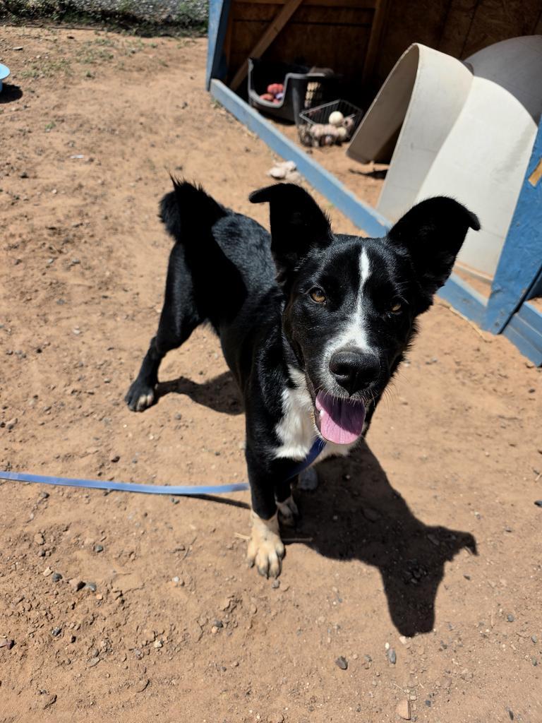 River, Adoptable, Puppy Female Mixed Breed.