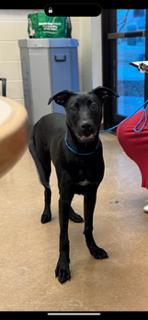 Enlarge Bailey, a Adoptable mixed breed in Irving, TX image 1/1