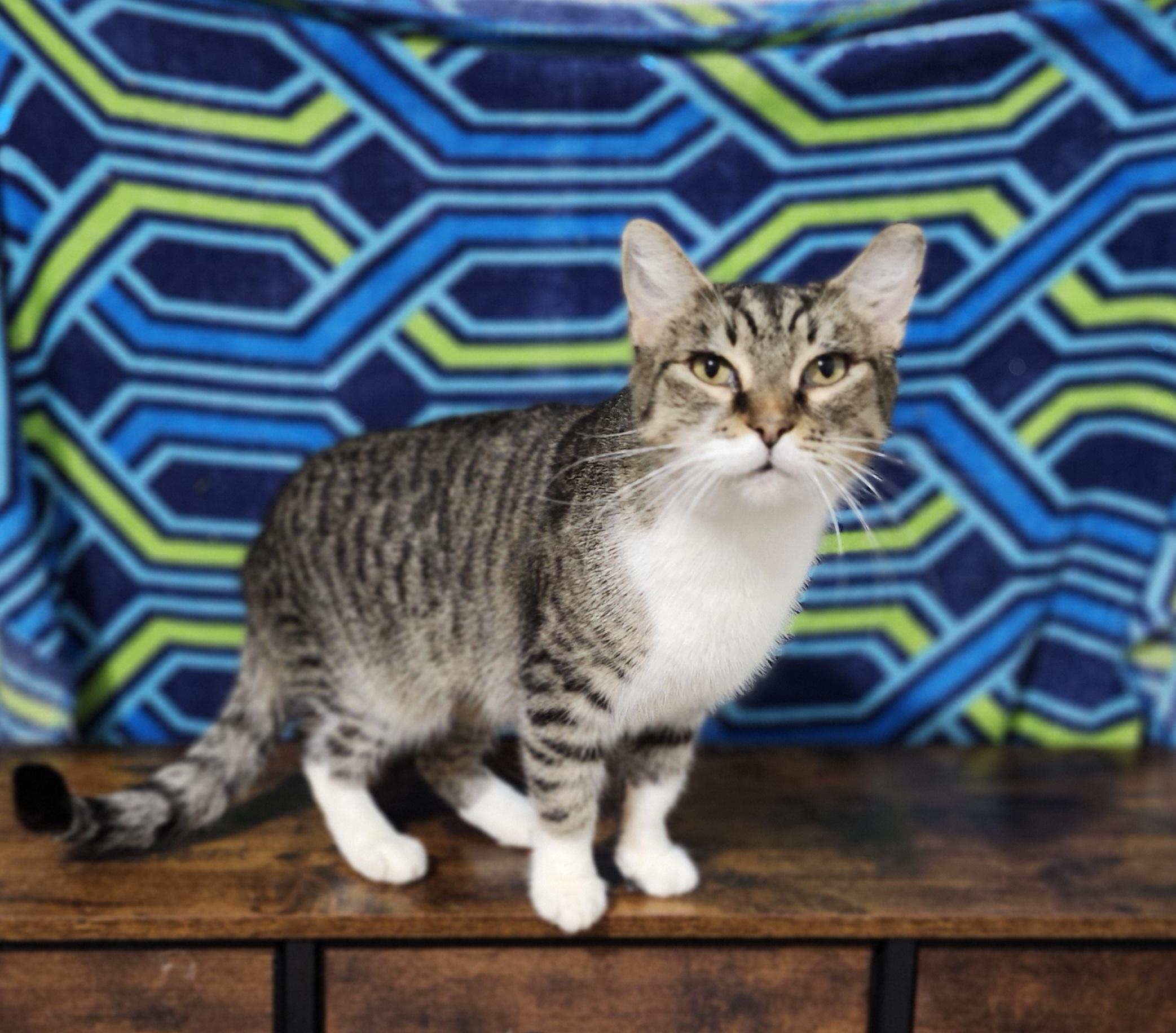 Ally AKA. (Ally Mcbeal), a Adoptable Domestic Short Hair image 1/2