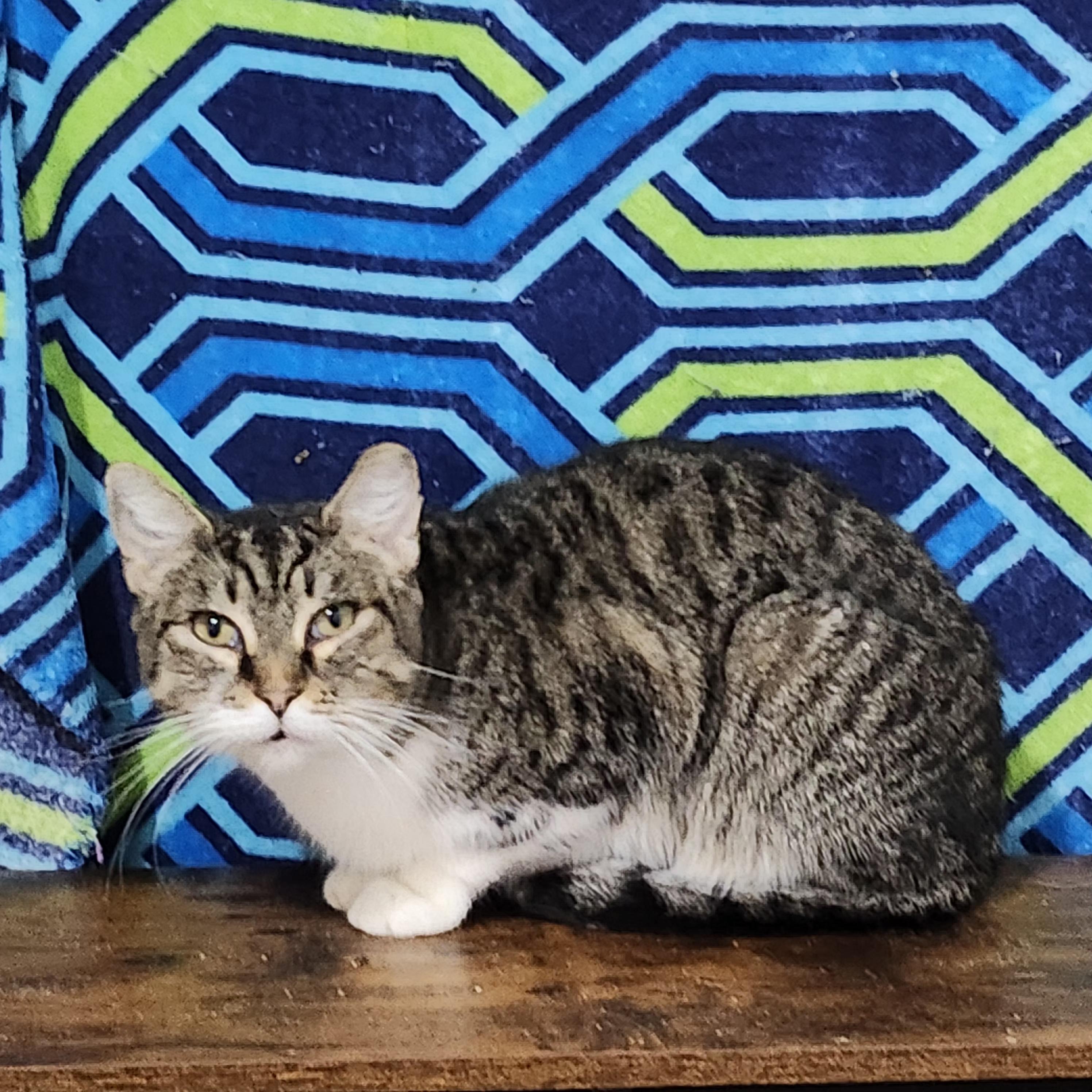 Ally AKA. (Ally Mcbeal), a Adoptable Domestic Short Hair image 2/2