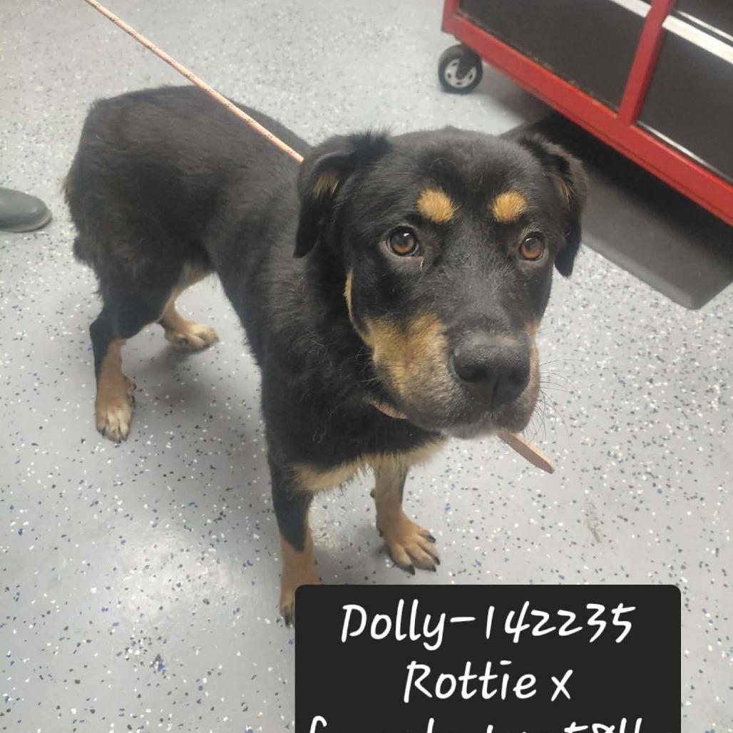 Enlarge Dolly, a Adoptable mixed breed in New Tazewell, TN image 1/1