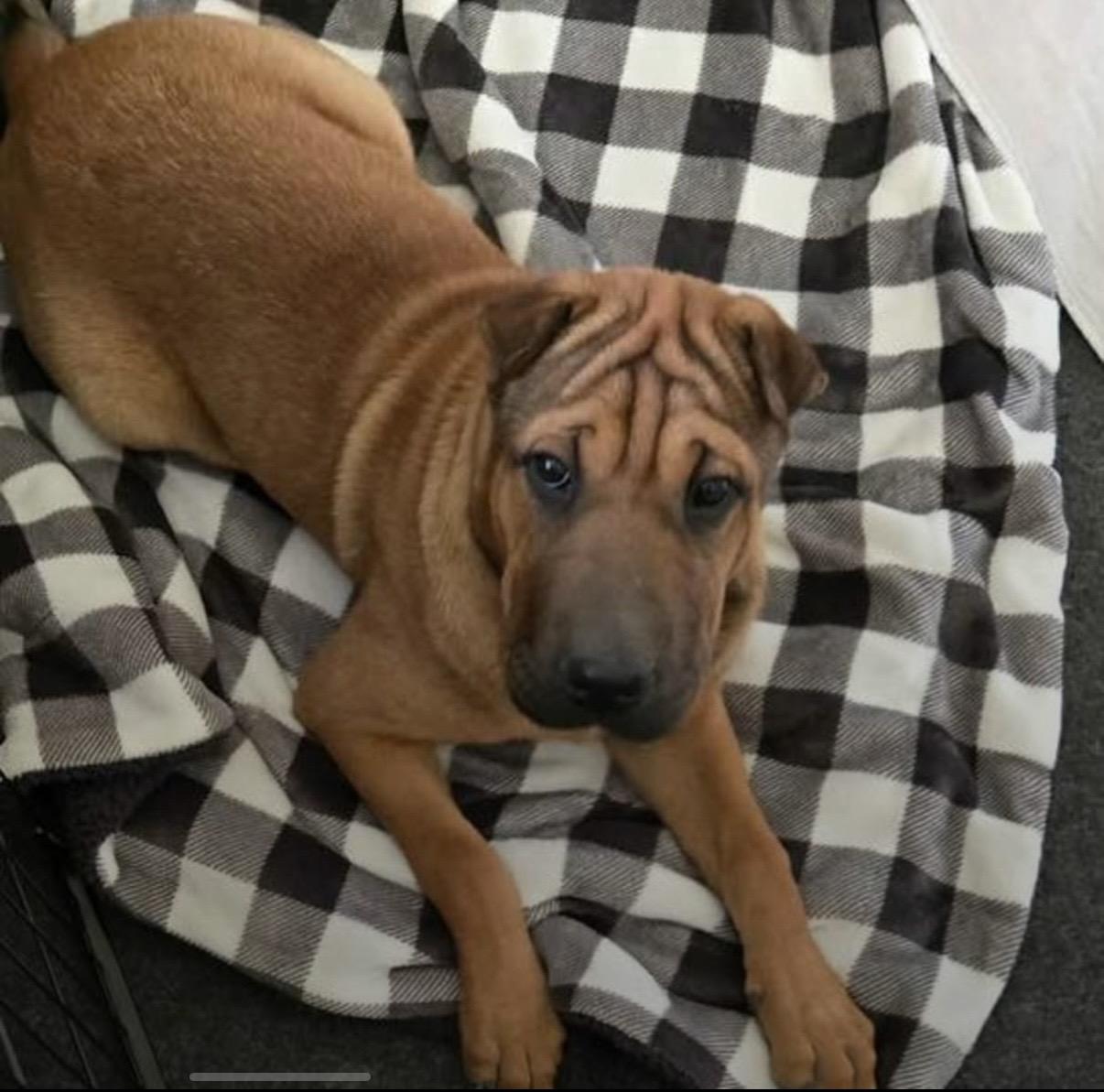 Mei, a ADOPTABLE Shar-Pei in Eugene, OR image 2/2