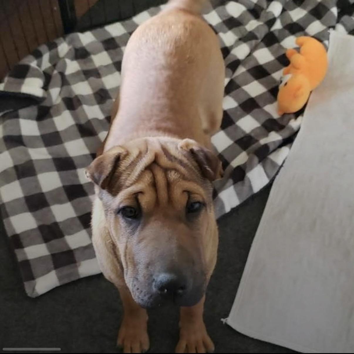 Mei, a ADOPTABLE Shar-Pei in Eugene, OR image 1/2