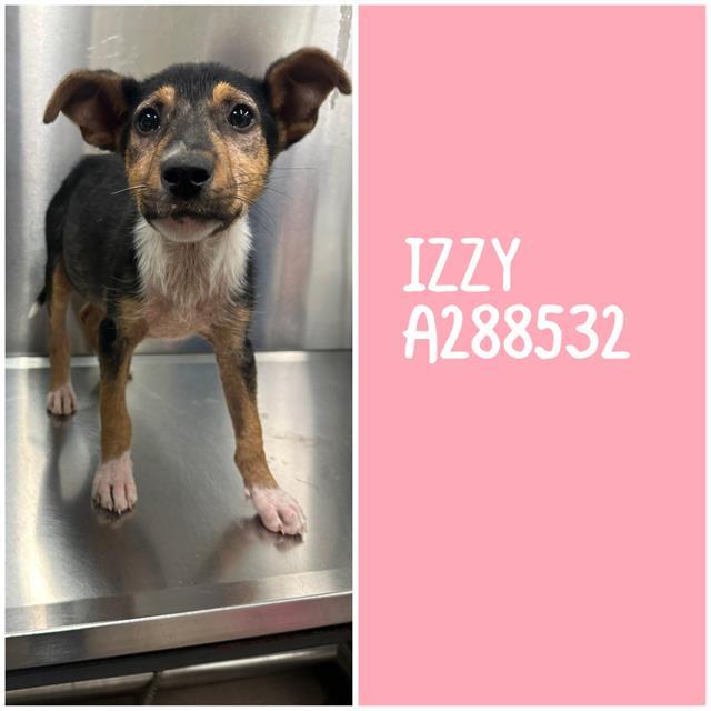 Enlarge IZZY, a Adoptable Mixed Breed in Macon, GA image 1/1
