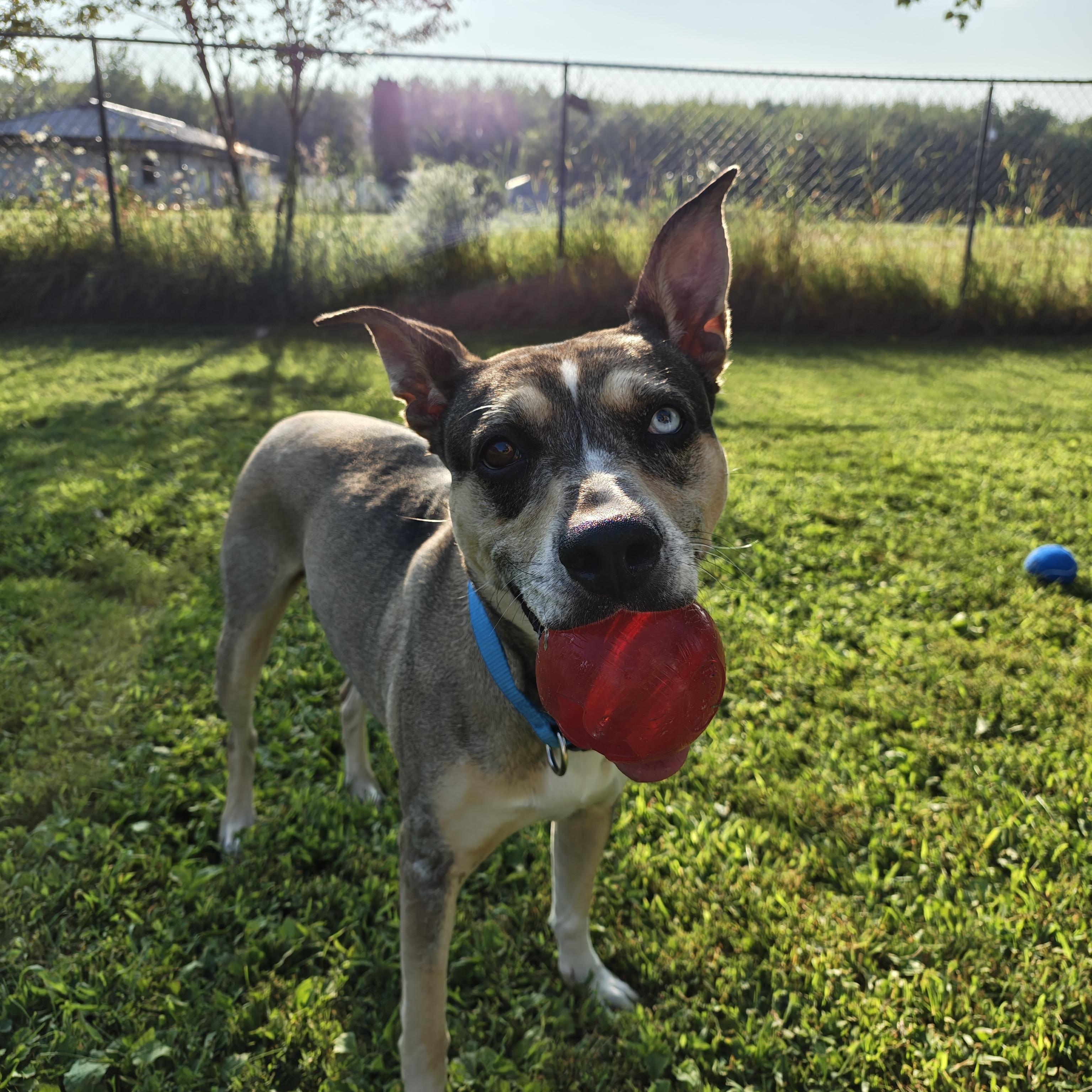 Versais aka Say-Say, Adoptable, Adult Female Pit Bull Terrier & Siberian Husky.