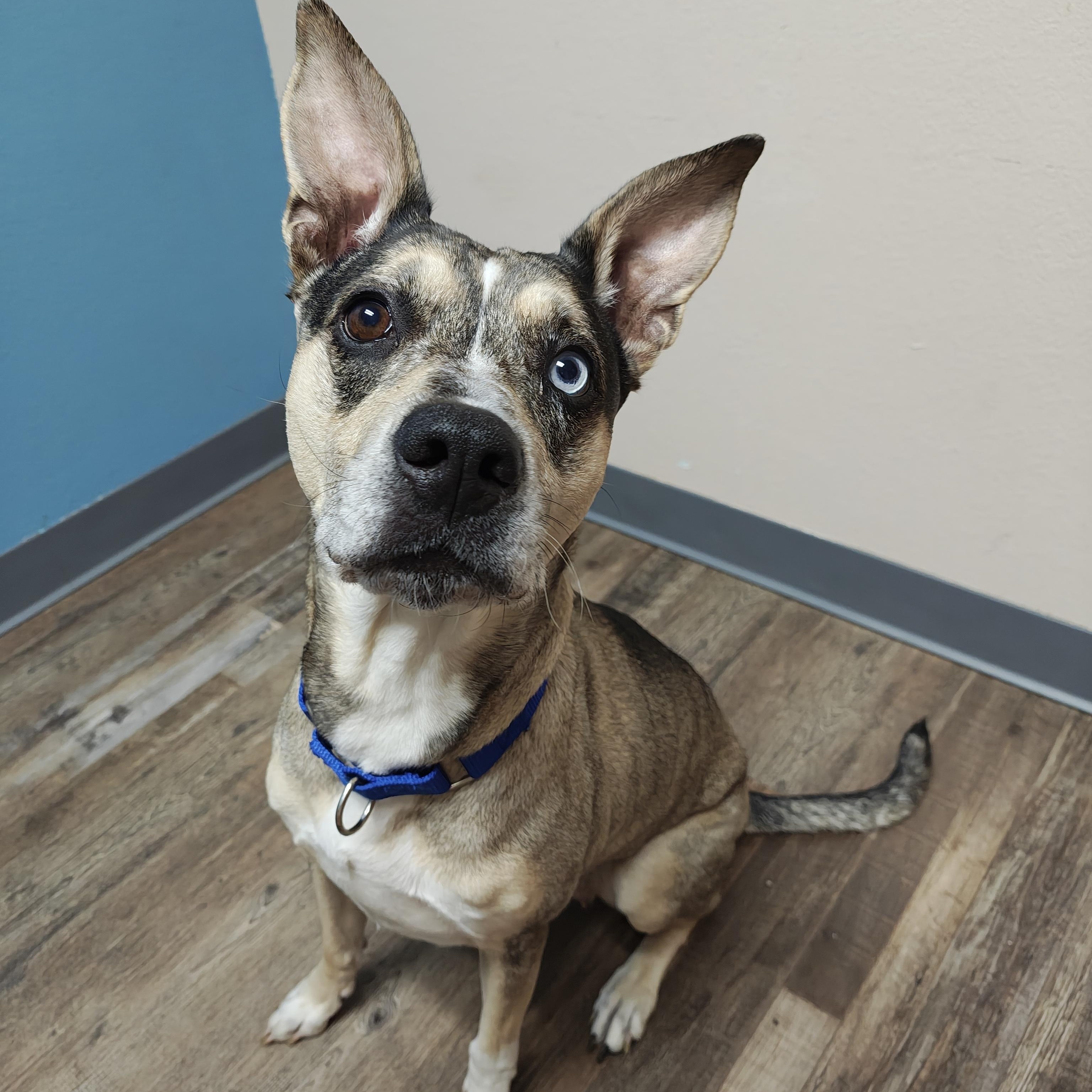 Enlarge Versais aka Say-Say, a Adoptable mixed breed in Oconto, WI image 2/4