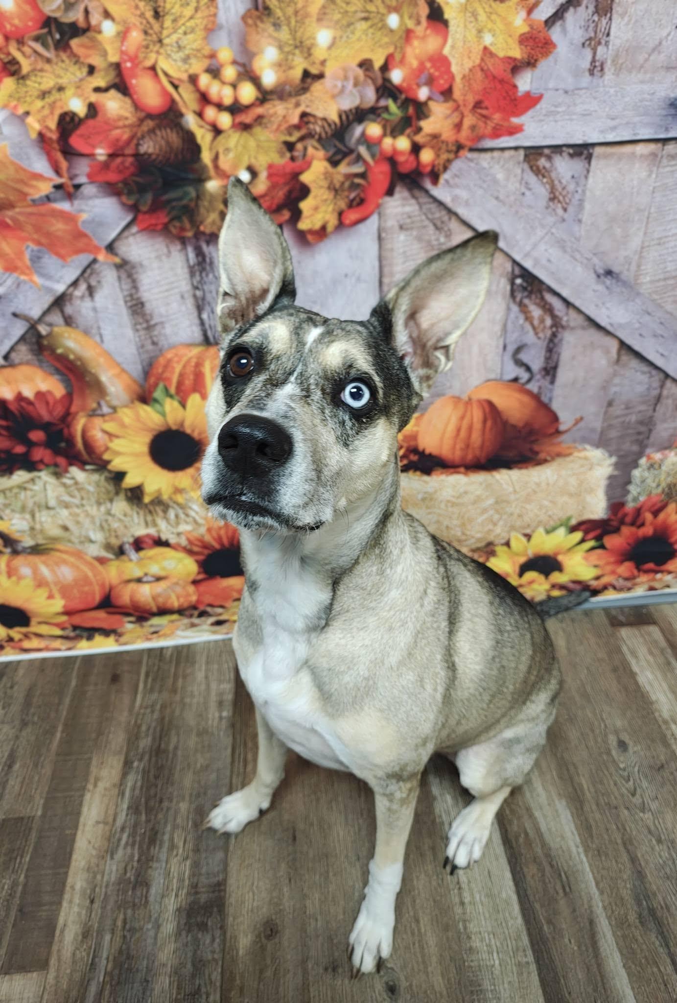 Enlarge Versais aka Say-Say, a Adoptable mixed breed in Oconto, WI image 1/5
