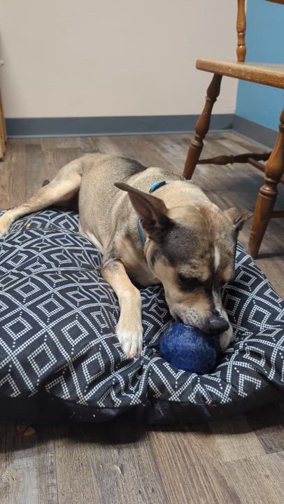 Enlarge Versais aka Say-Say, a Adoptable mixed breed in Oconto, WI video 4/4