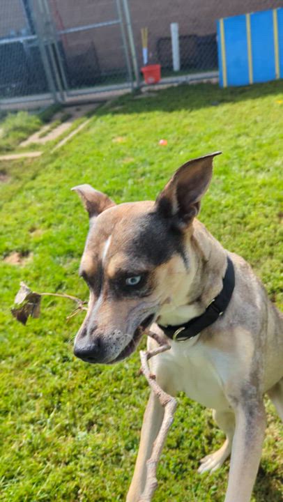 Enlarge Versais aka Say-Say, a Adoptable mixed breed in Oconto, WI video 3/4