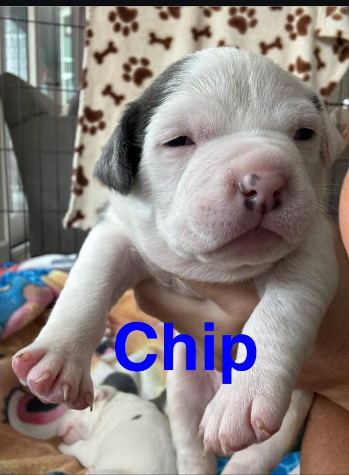 Chocolate- Chip Muffin, Adopted, Puppy Male American Staffordshire Terrier.