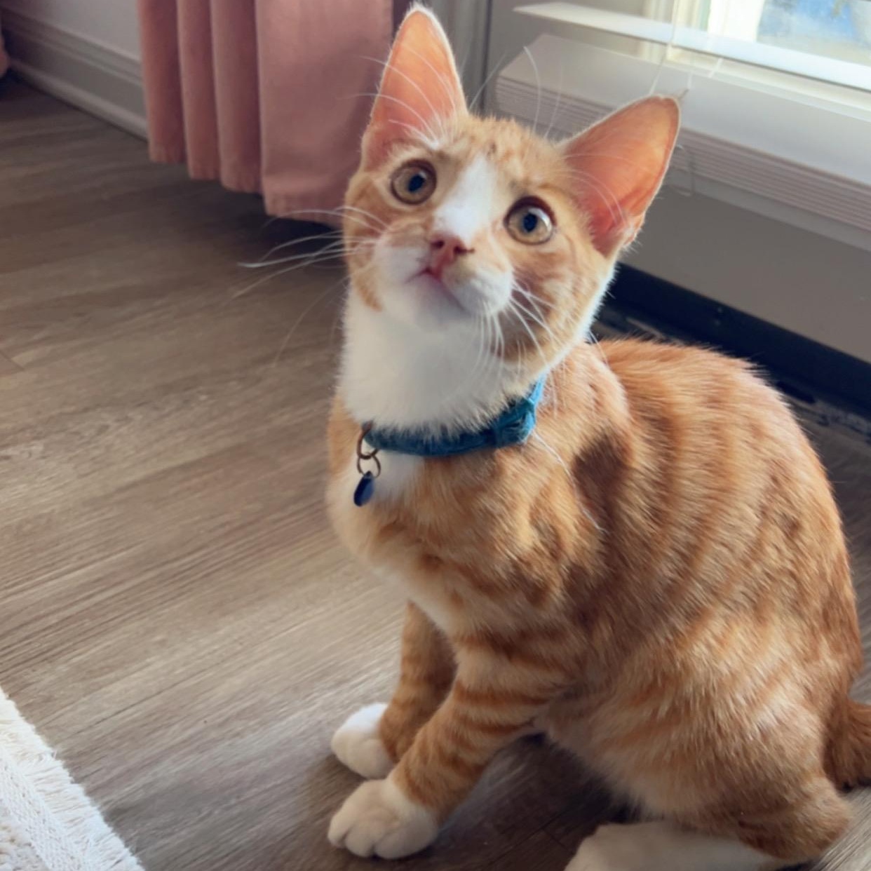 Kenny, Adoptable, Kitten Male American Shorthair.