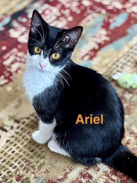 Ariel, an adopted Domestic Short Hair in Wadsworth, OH image 2/2
