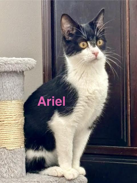 Ariel, an adopted Domestic Short Hair in Wadsworth, OH image 1/2