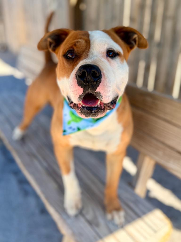 Nemo, Adoptable, Adult Male Mixed Breed.