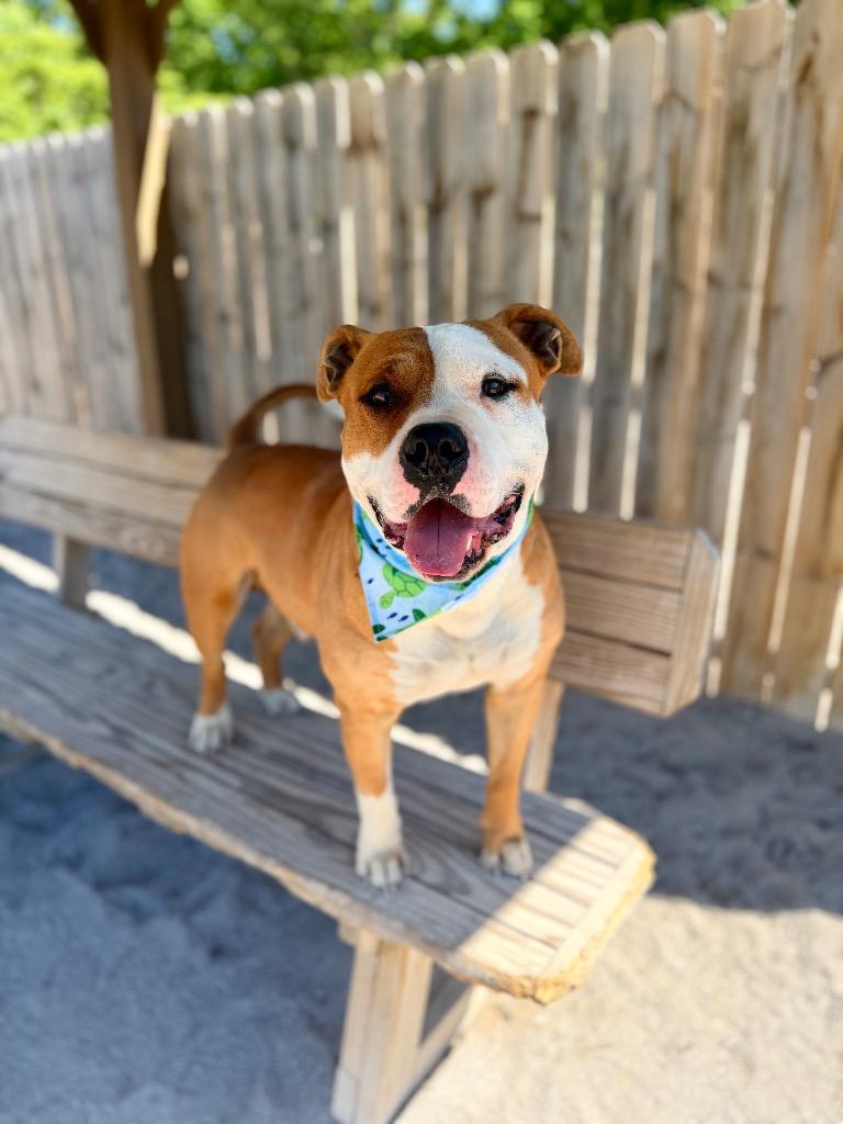 Nemo, a Adoptable Mixed Breed in Muskegon, MI image 2/3