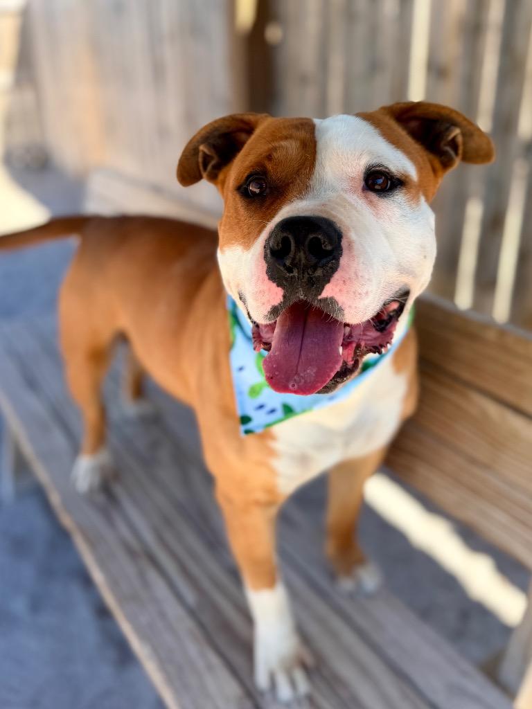 Nemo, a Adoptable Mixed Breed in Muskegon, MI image 3/3
