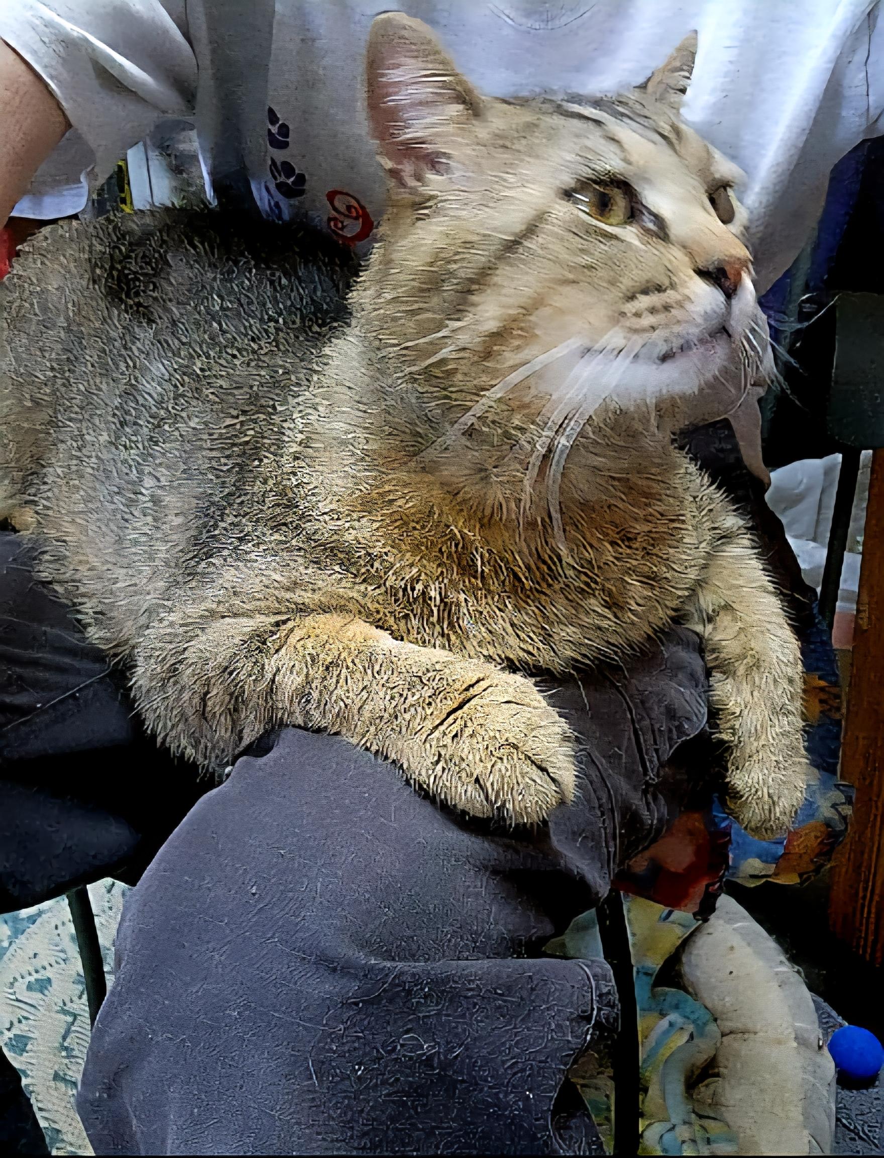 Dean & Bruno. Bonded Pair, Adopted, Adult Male Domestic Long Hair & Maine Coon.