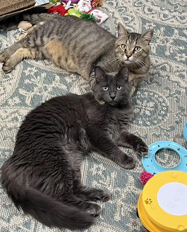 Enlarge Dean & Bruno. Bonded Pair, a Adopted mixed breed in Fayetteville, AR image 4/6