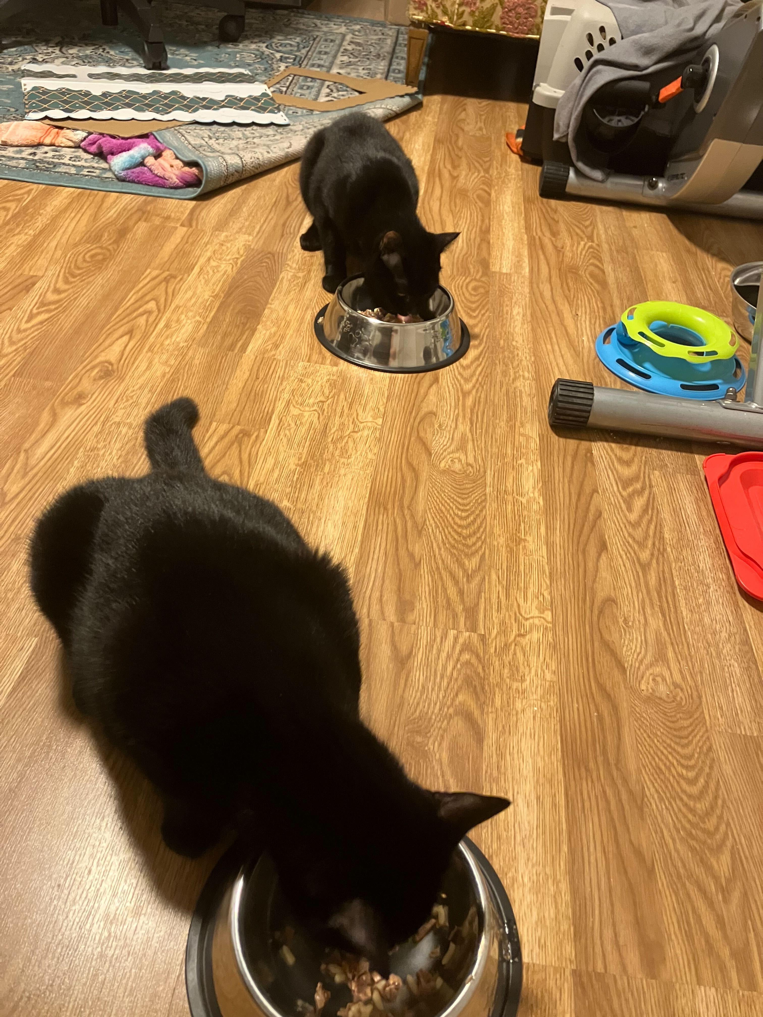 Enlarge Squash & Gravy, a Adoptable Domestic Short Hair in Waltham, MA image 3/5