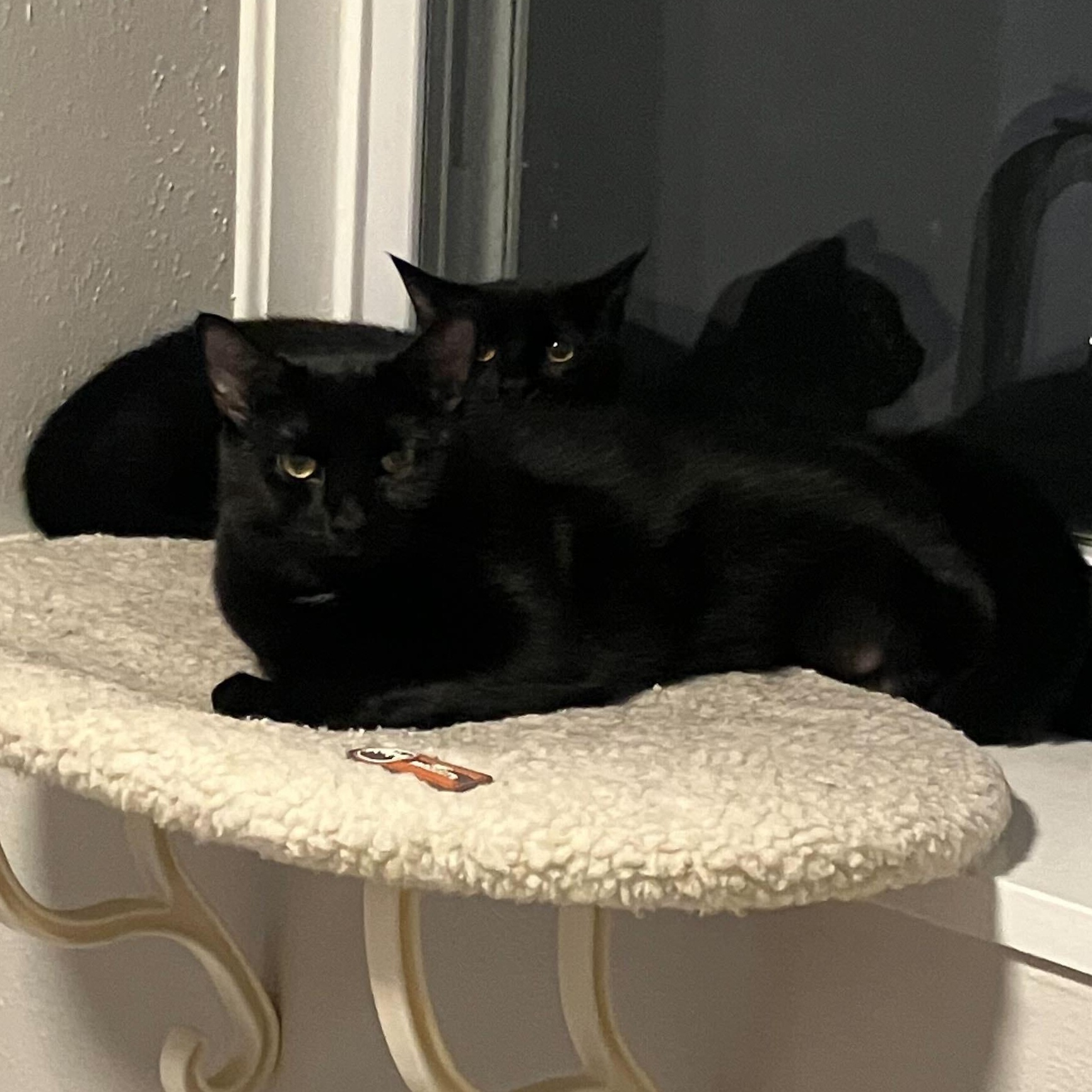 Enlarge Squash & Gravy, a Adoptable Domestic Short Hair in Waltham, MA image 2/5