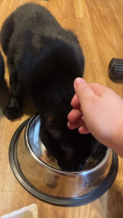 Enlarge Squash & Gravy, a Adoptable Domestic Short Hair in Waltham, MA video 4/5