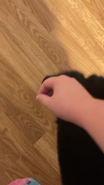 Enlarge Squash & Gravy, a Adoptable Domestic Short Hair in Waltham, MA video 5/5