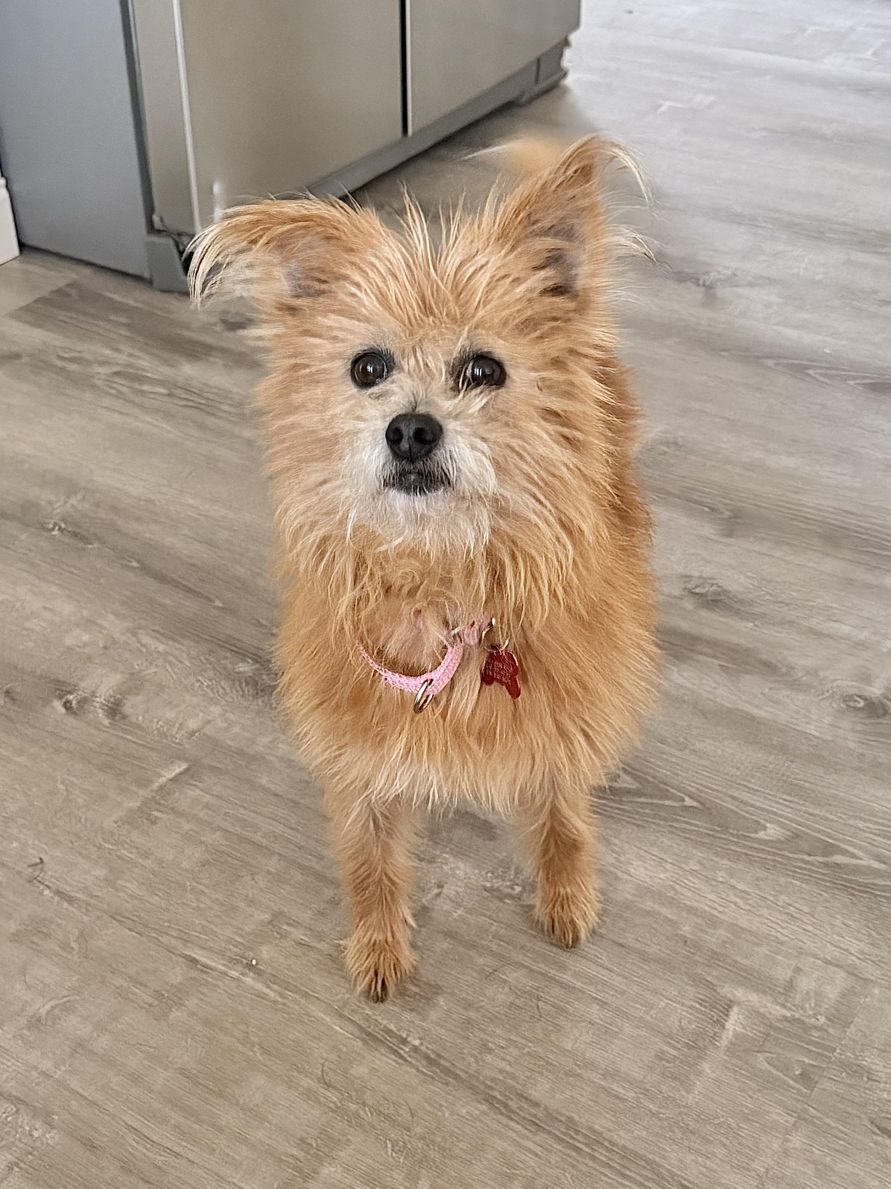 Sophie, ADOPTABLE, Adult Female Terrier & Cairn Terrier.