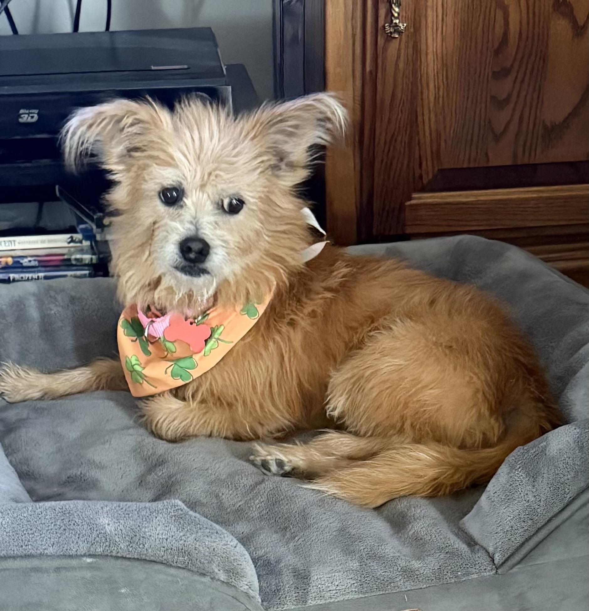 Enlarge Sophie, a ADOPTABLE mixed breed in Godfrey, IL image 5/5