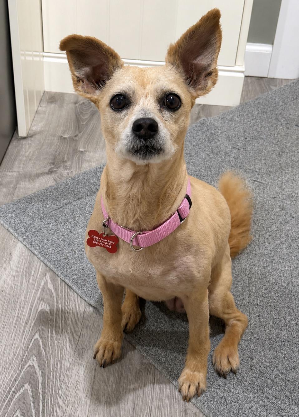 Sophie, ADOPTABLE, Adult Female Terrier & Cairn Terrier.