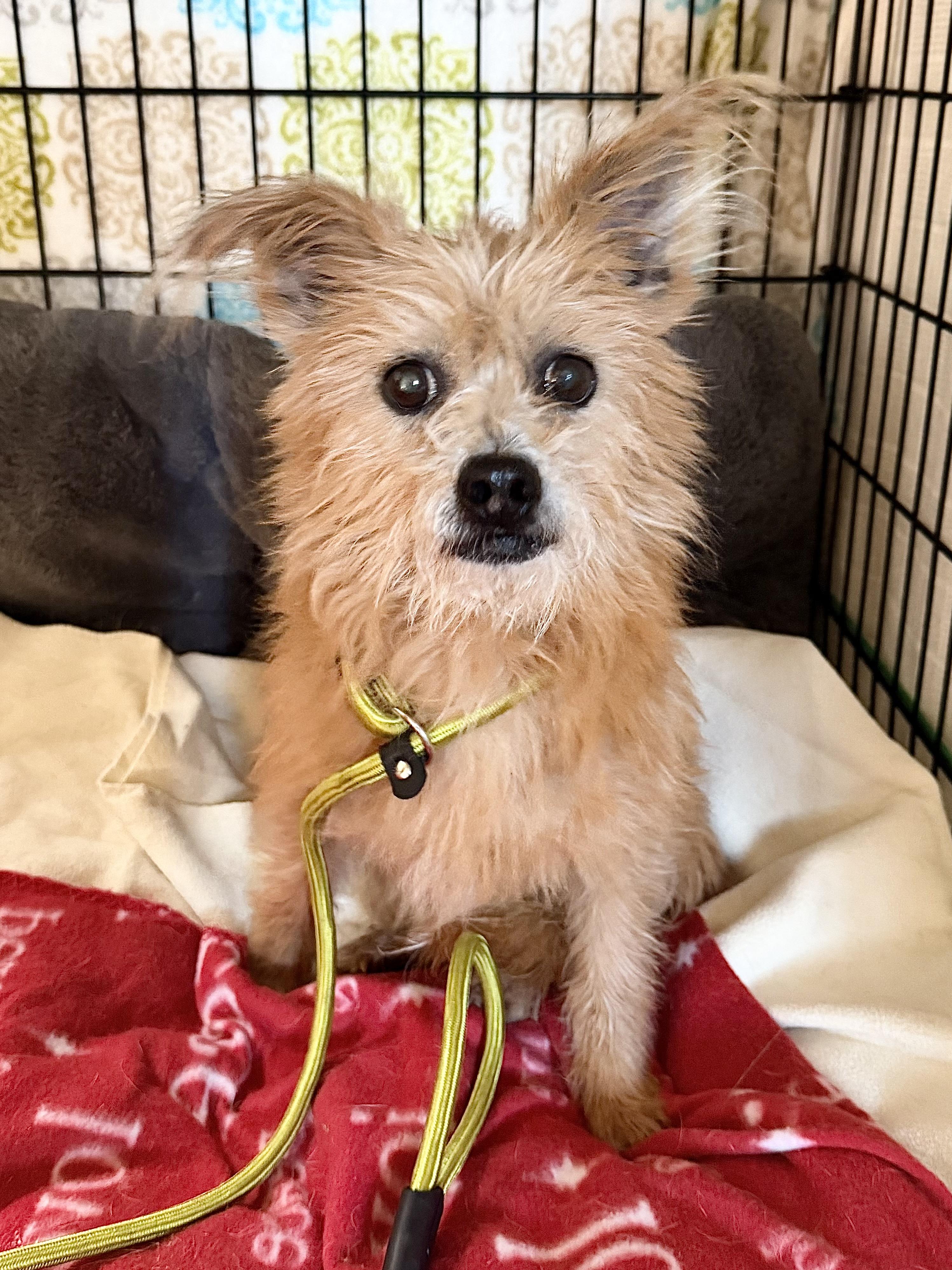 Enlarge Sophie, a ADOPTABLE mixed breed in Godfrey, IL image 1/5