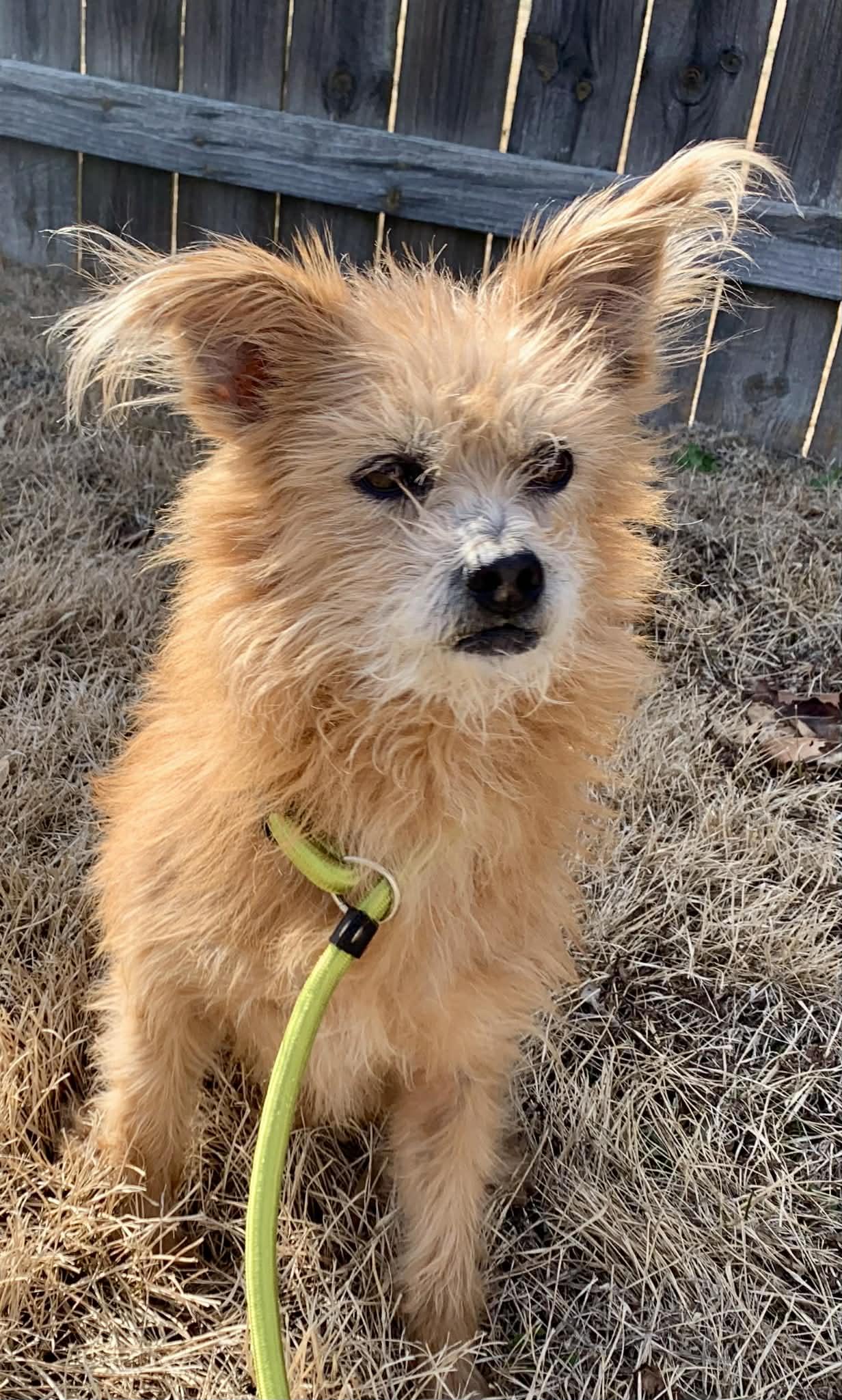 Enlarge Sophie, a ADOPTABLE mixed breed in Godfrey, IL image 2/5