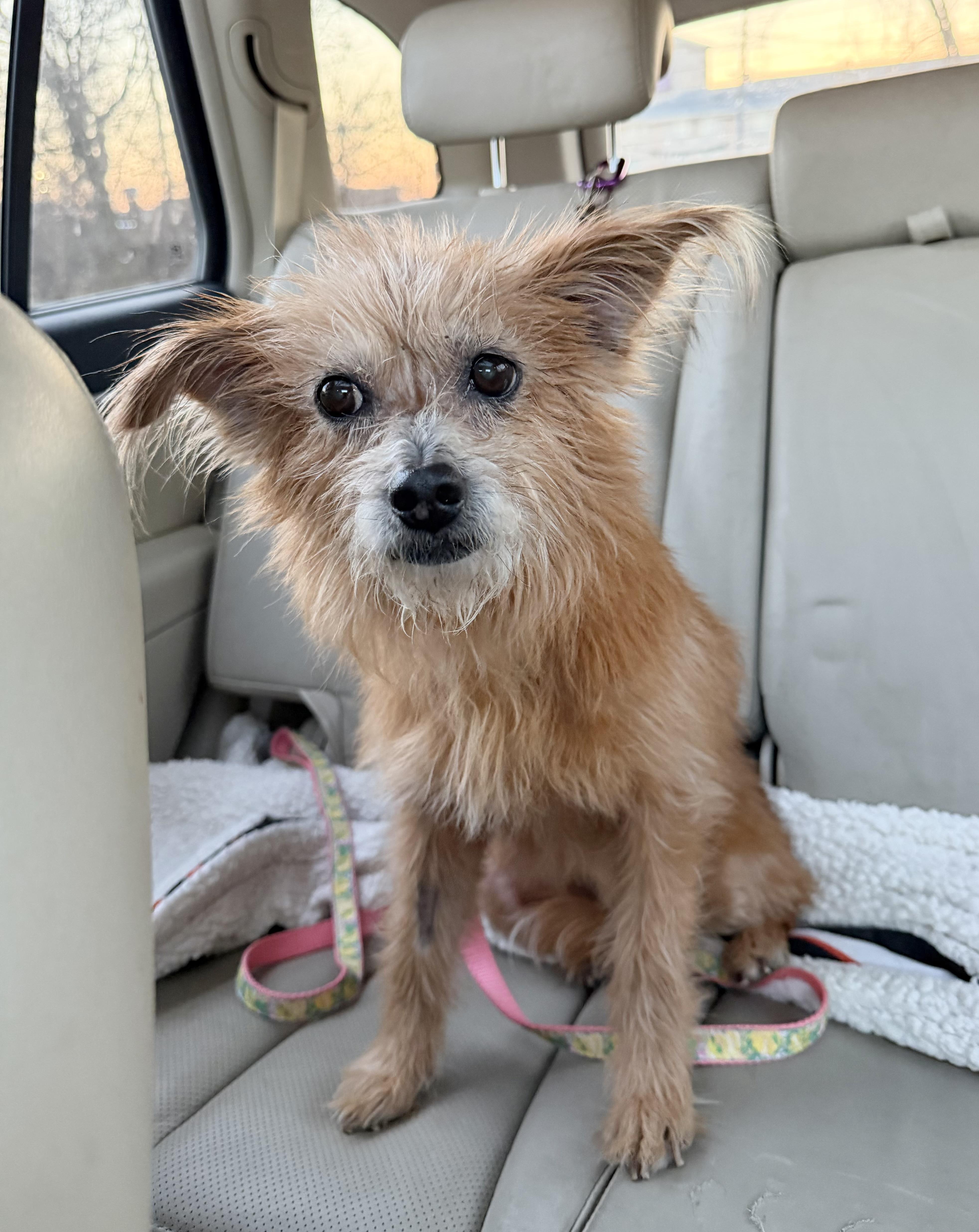 Enlarge Sophie, a ADOPTABLE mixed breed in Godfrey, IL image 4/5