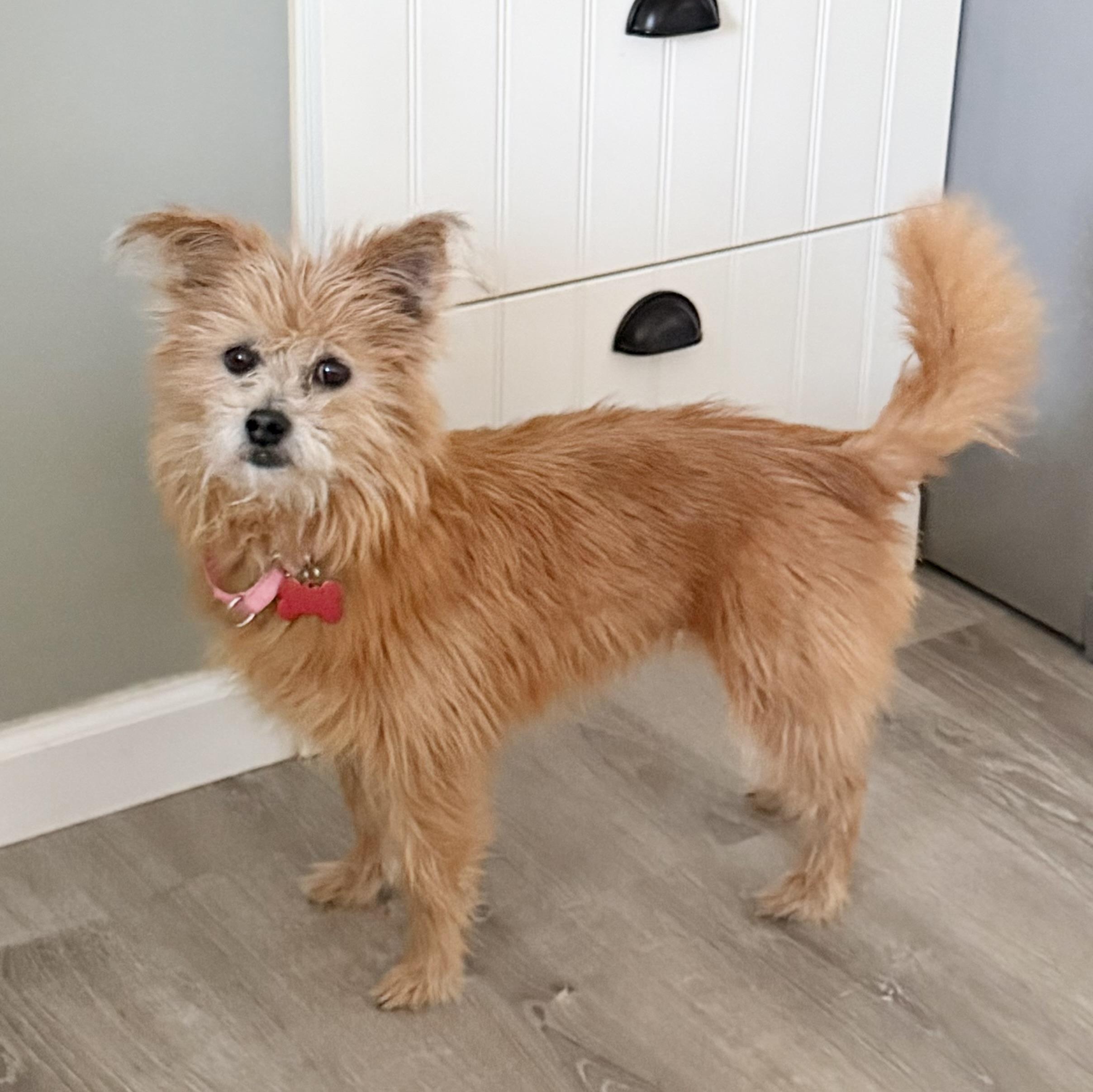 Sophie, a ADOPTABLE mixed breed in Godfrey, IL image 2/5