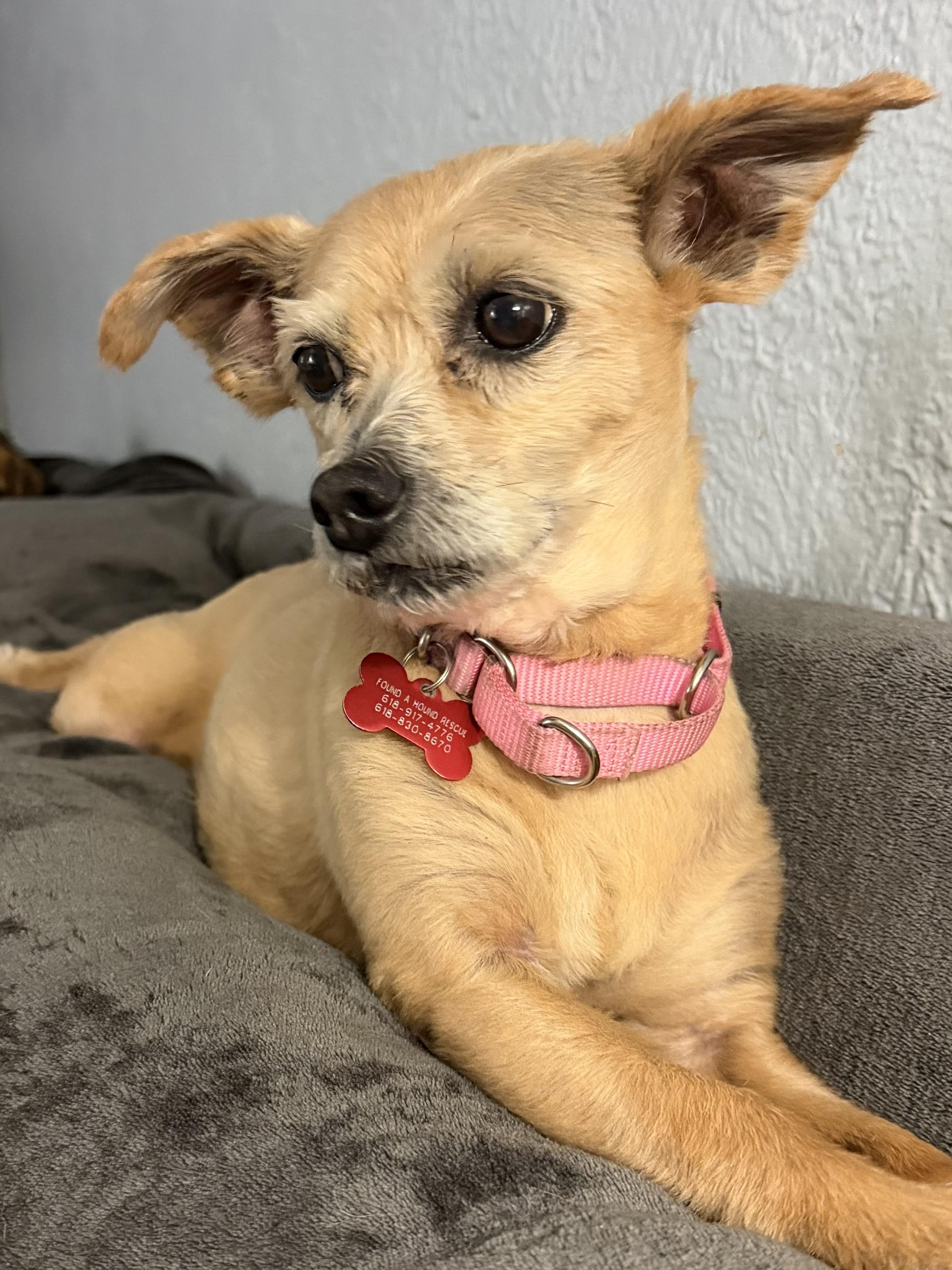 Sophie, a ADOPTABLE mixed breed in Godfrey, IL image 2/5