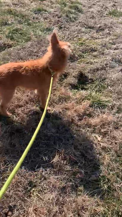 Enlarge Sophie, a ADOPTABLE mixed breed in Godfrey, IL video 3/5