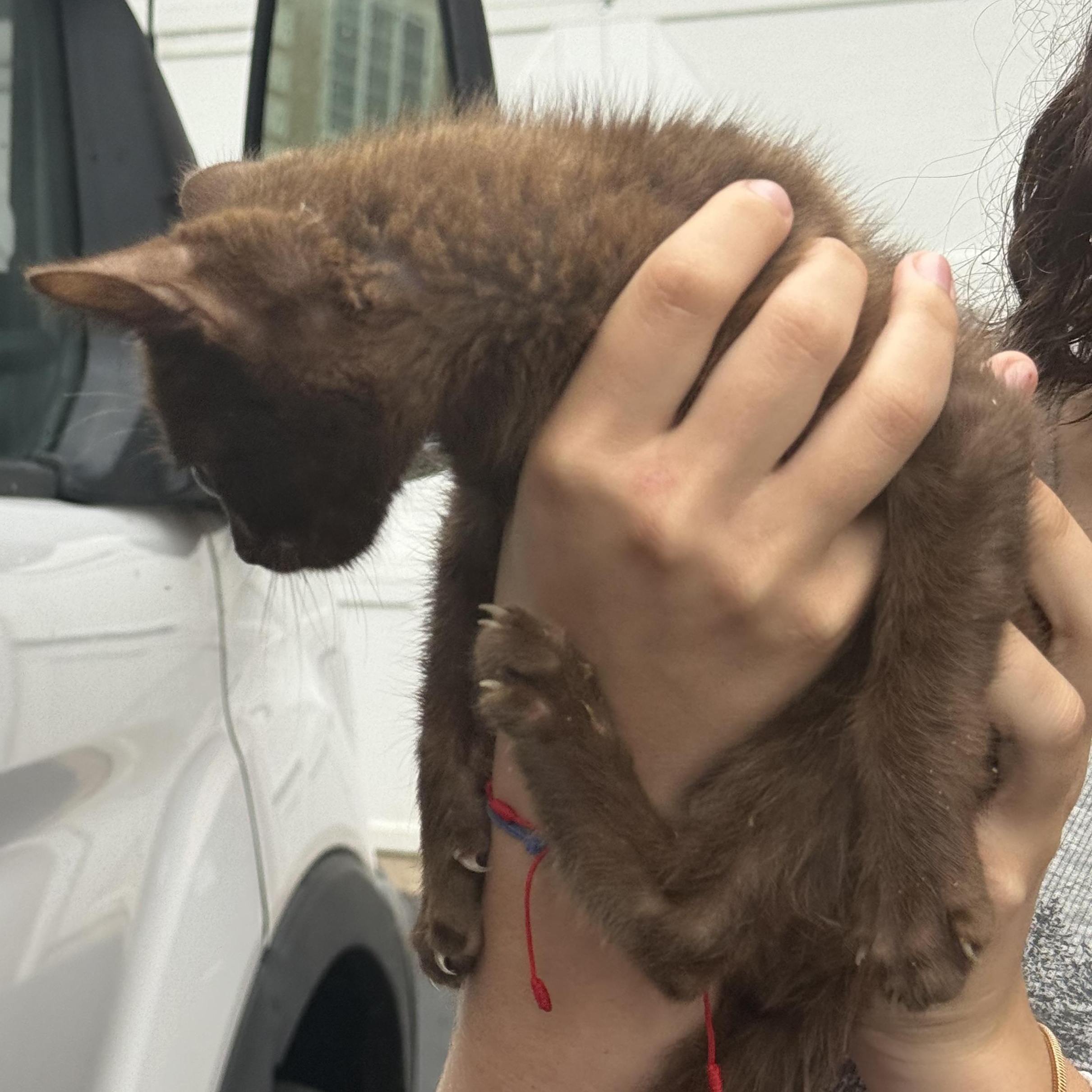 Enlarge Moose unique brown kitten, an adopted mixed breed in Old Bridge, NJ image 3/3