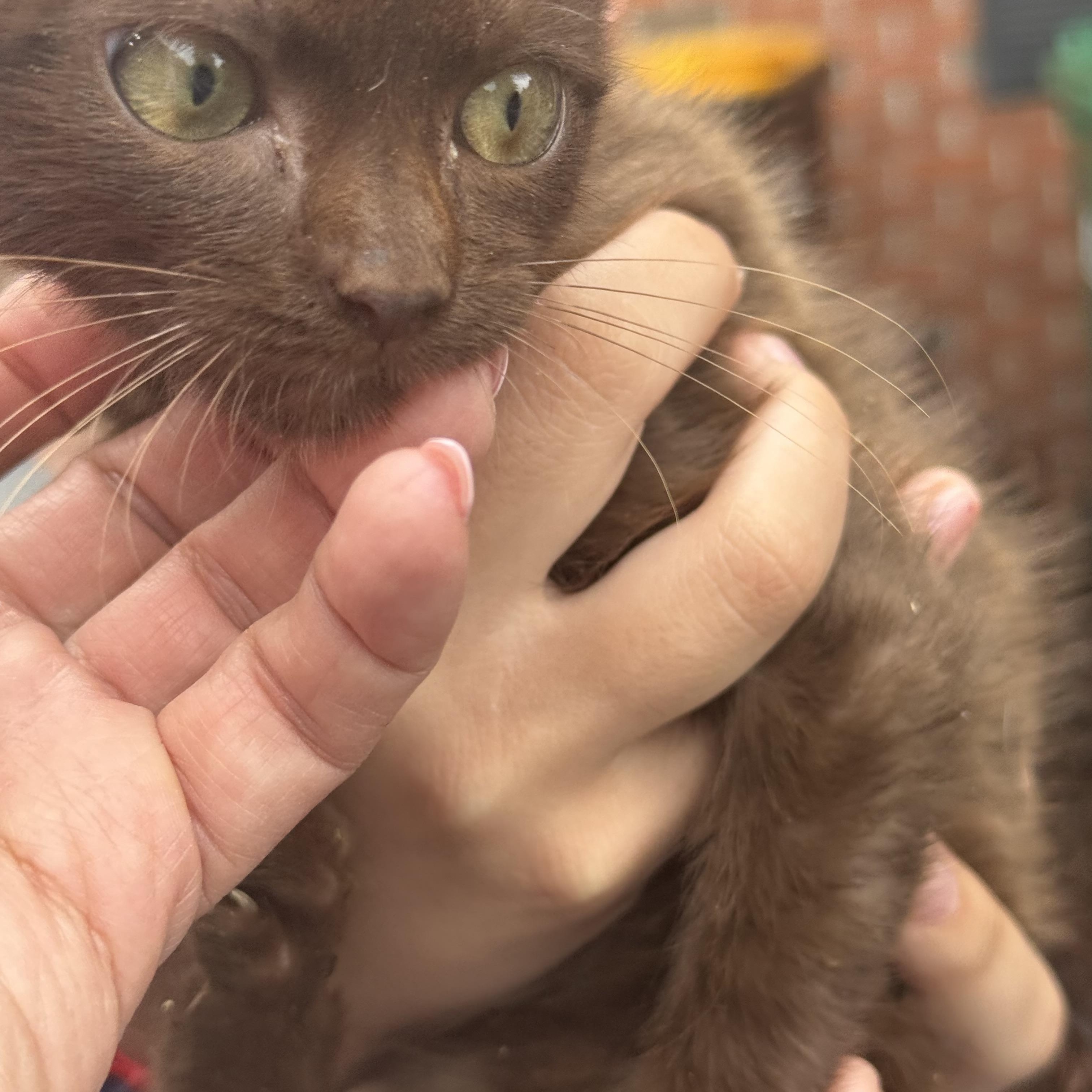 Enlarge Moose unique brown kitten, an adopted mixed breed in Old Bridge, NJ image 2/3