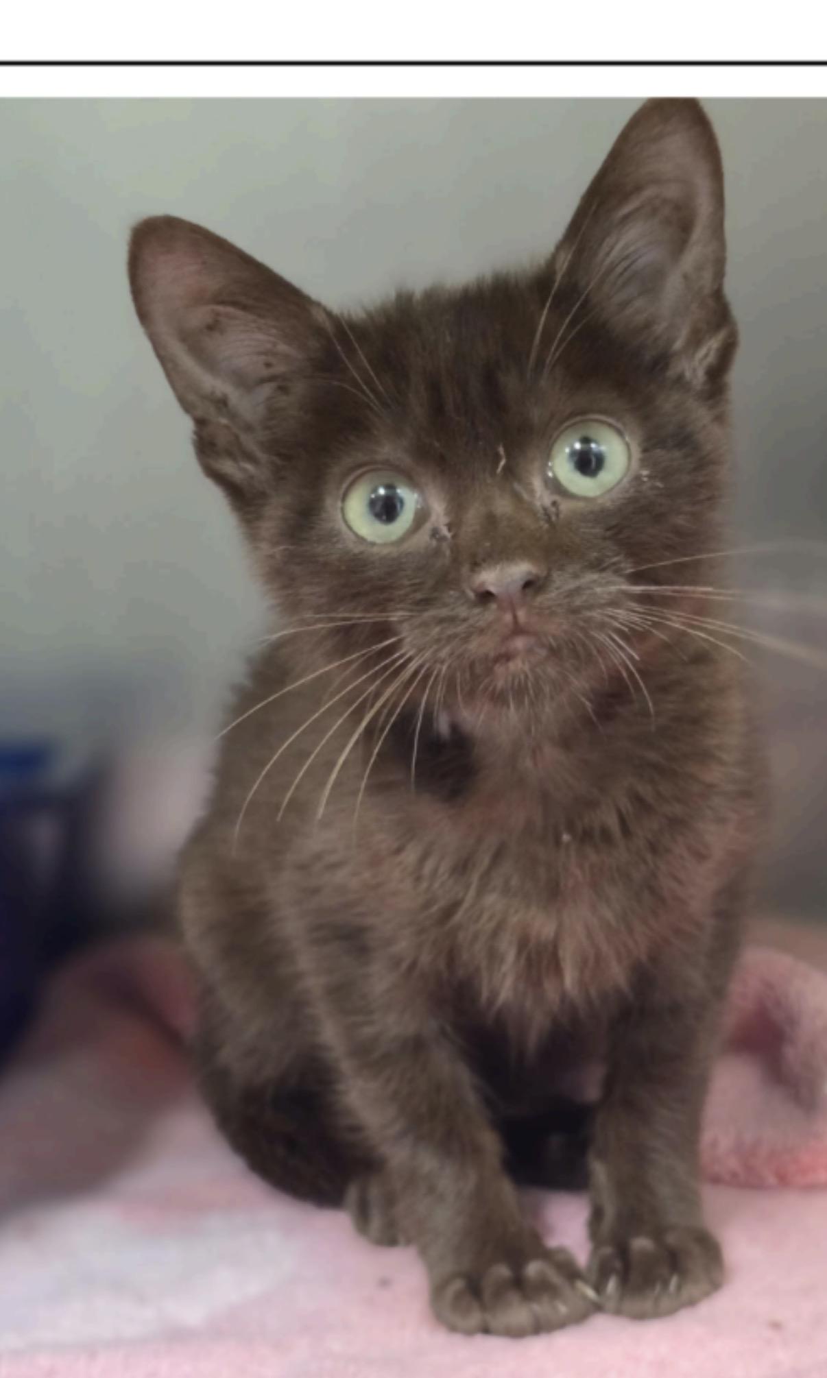 Moose unique brown kitten, adopted, Kitten Male Domestic Short Hair & Havana.
