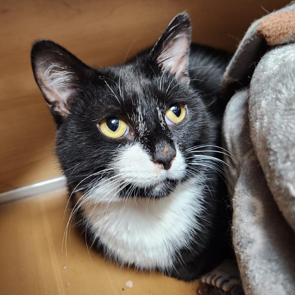Izzy, Adoptable, Young Male Domestic Short Hair.