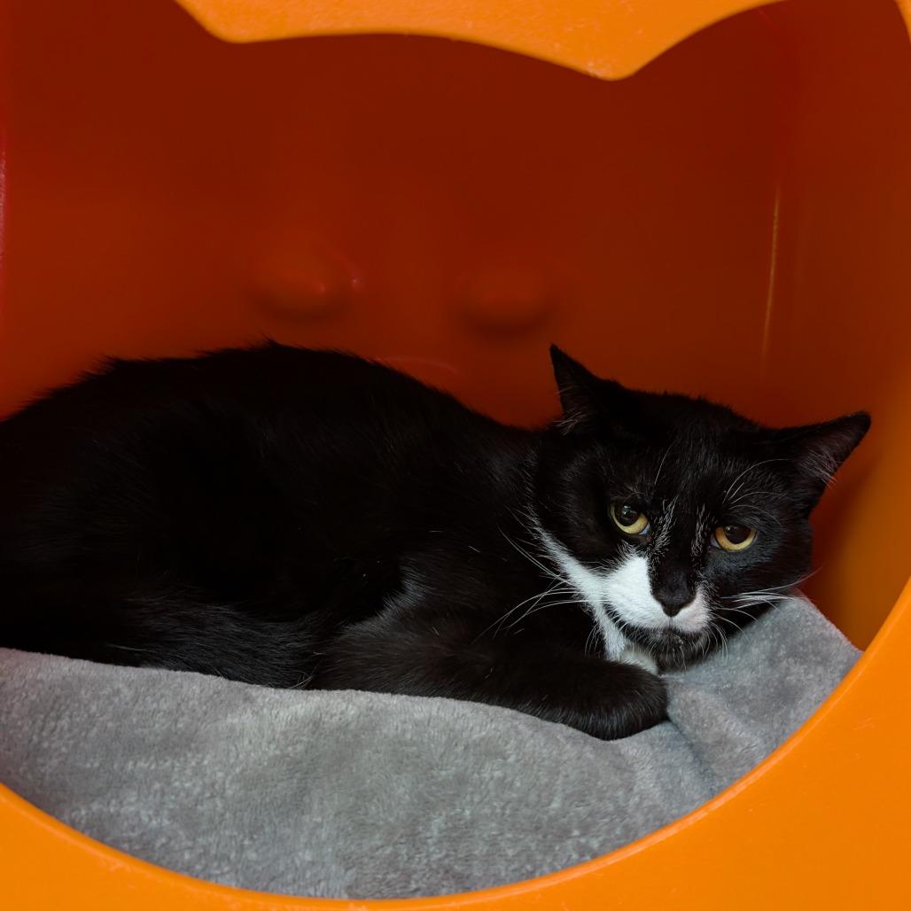 Izzy, Adoptable, Young Male Domestic Short Hair.