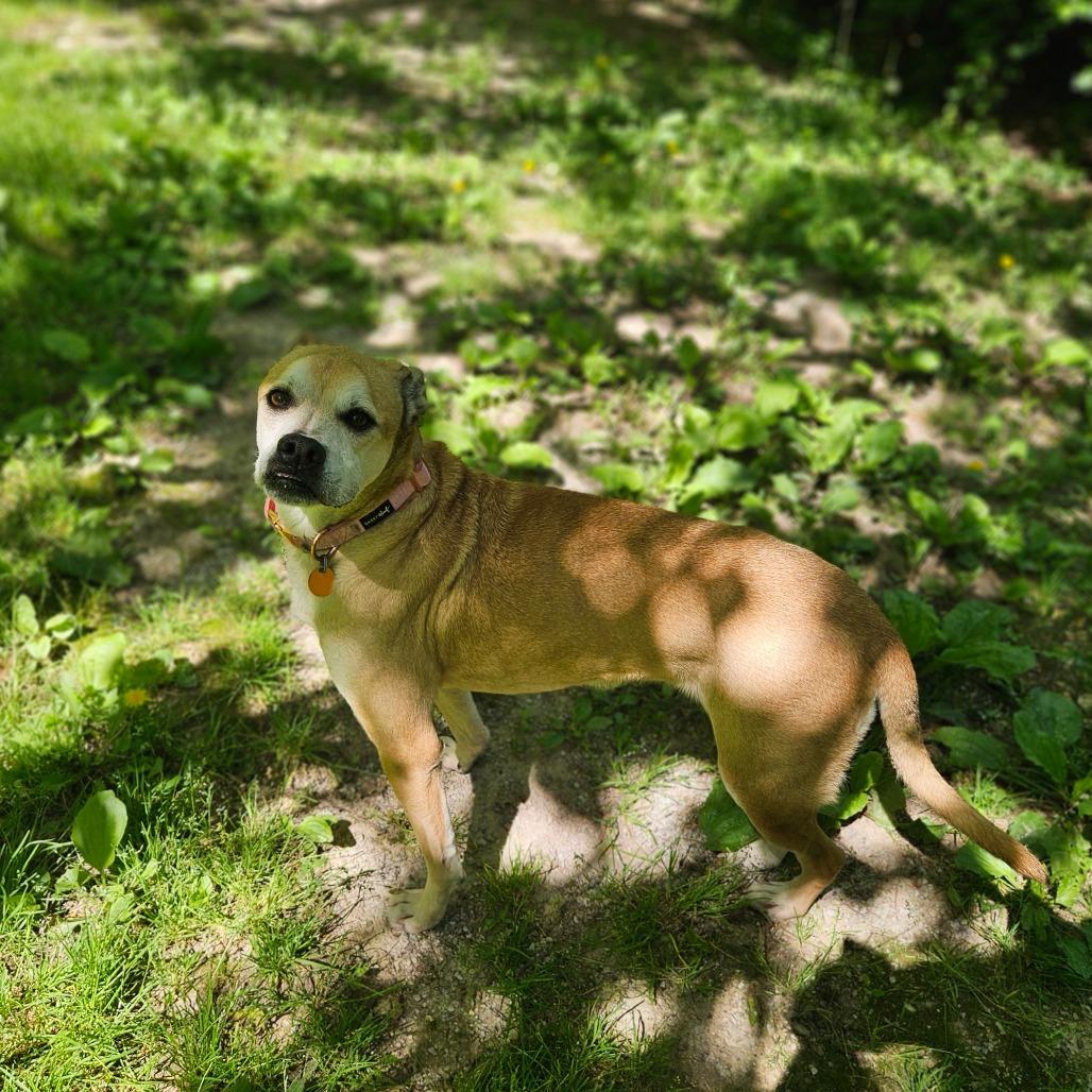 Clara, Adoptable, Senior Female Boxer & Hound.