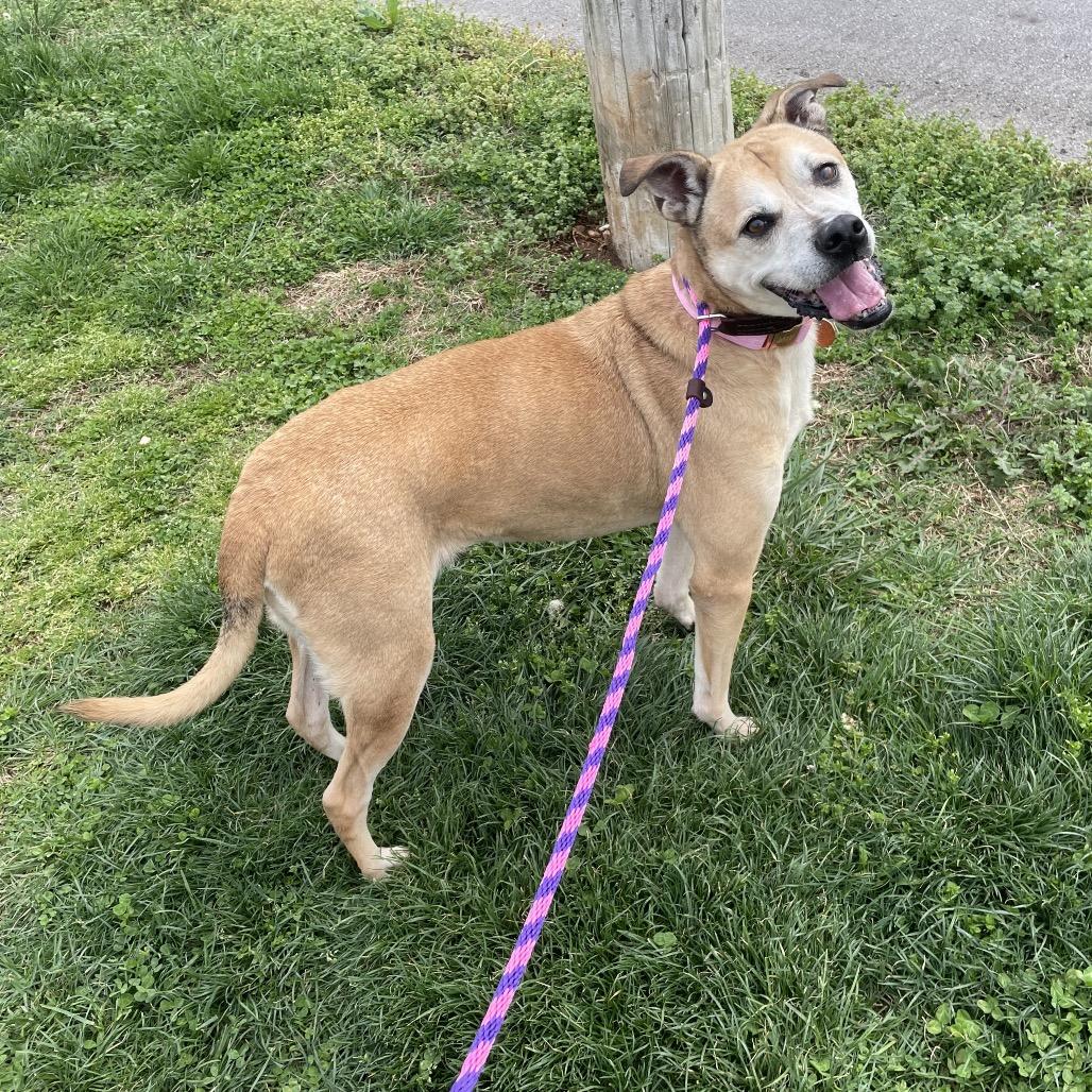 Enlarge Clara, a Adoptable mixed breed in Springfield, MO image 1/6