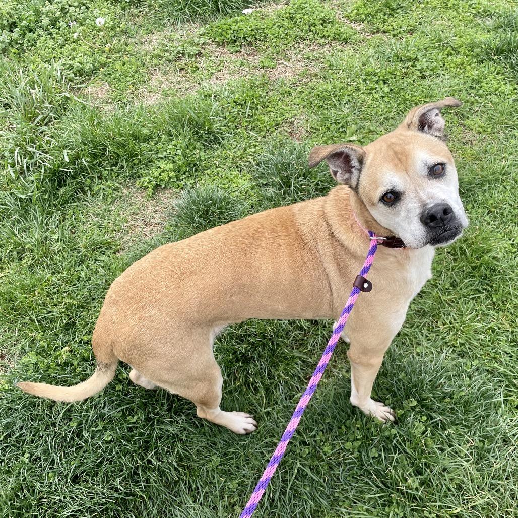 Enlarge Clara, a Adoptable mixed breed in Springfield, MO image 2/6