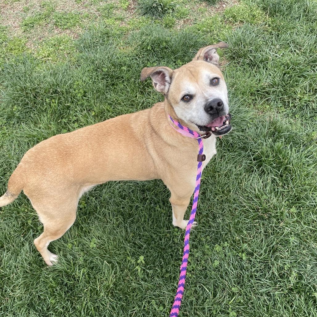Enlarge Clara, a Adoptable mixed breed in Springfield, MO image 3/6