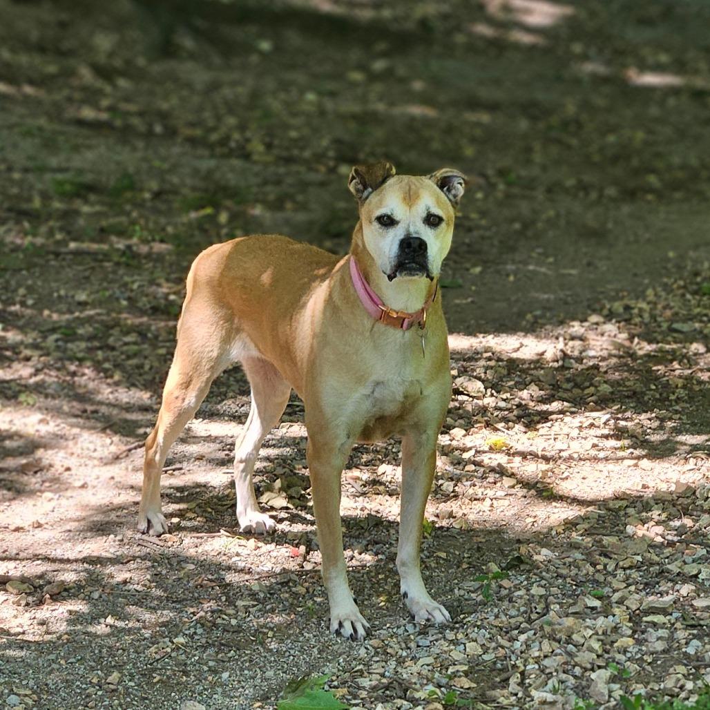 Enlarge Clara, a Adoptable mixed breed in Springfield, MO image 4/6