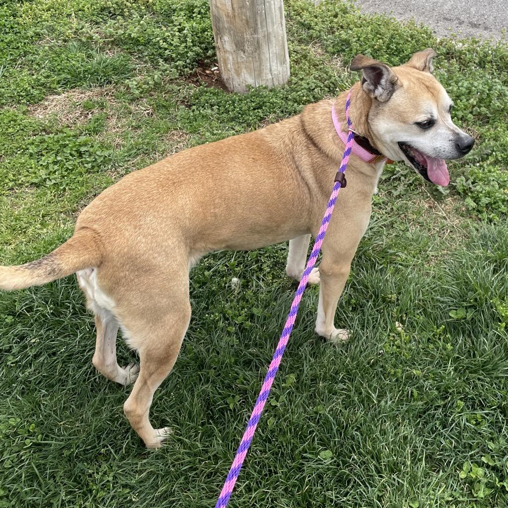 Enlarge Clara, a Adoptable mixed breed in Springfield, MO image 4/6