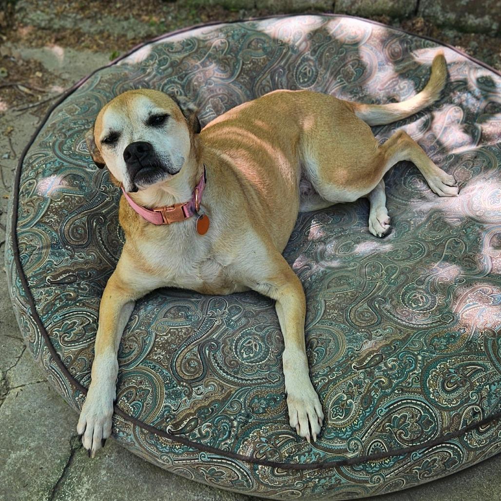 Enlarge Clara, a Adoptable mixed breed in Springfield, MO image 5/6
