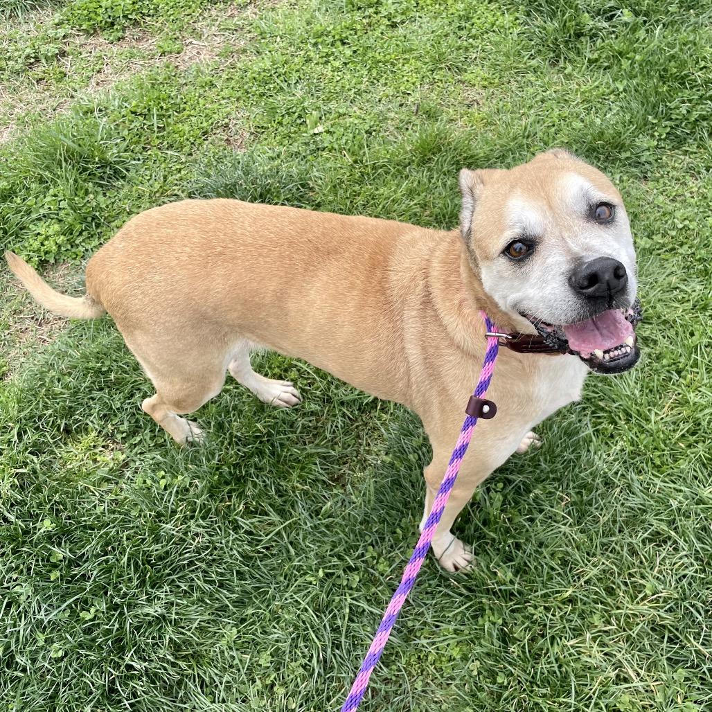 Enlarge Clara, a Adoptable mixed breed in Springfield, MO image 5/6
