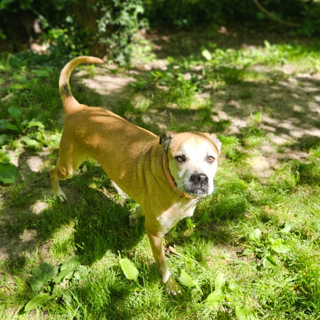 Enlarge Clara, a Adoptable mixed breed in Springfield, MO image 6/6