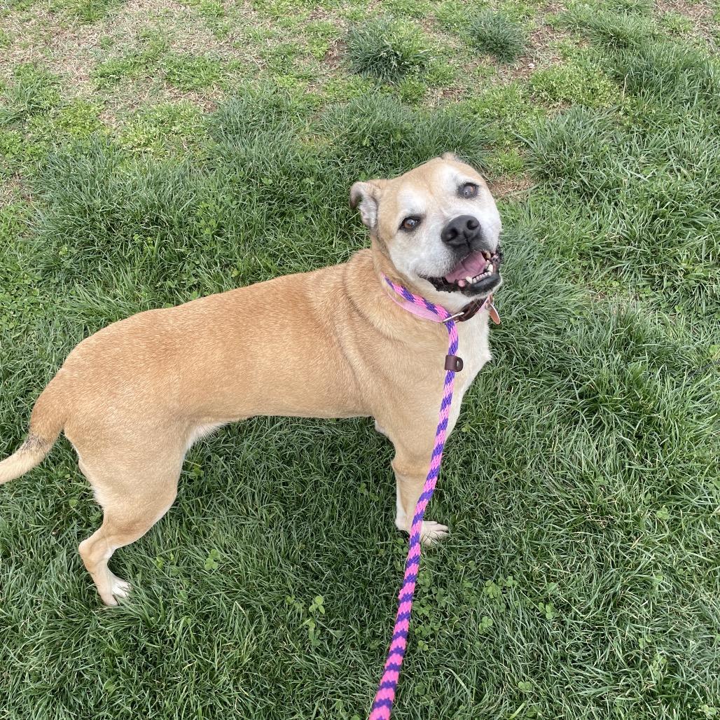 Enlarge Clara, a Adoptable mixed breed in Springfield, MO image 6/6